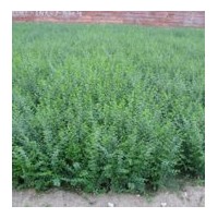 河北綠化苗木銷售水臘