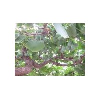 出售銀杏樹 2-80公分