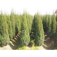 供應(yīng)刺柏 桂花 廣玉蘭 棕櫚 黃楊 單干石楠紅楓