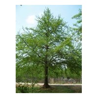 長(zhǎng)期供應(yīng)銀杏樹