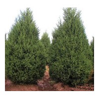 河北塔檜批發(fā) 法蘭菊、地被菊、福祿考