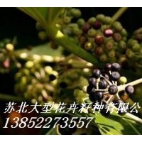 零售八角金盤種子,含笑種子,桂花種子,雪松種子,藍(lán)花楹種子等