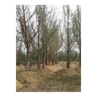 供應銀杏實生苗，嫁接苗，銀杏果，銀杏葉，銀杏盆景