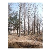 長期供應1-60cm銀杏實生樹