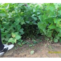 自家苗木低價(jià)出售各種景天.草花.連翹.丁香.....