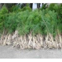 供應(yīng)1至3米高濕地松20萬、馬尾松500萬、木荷500萬、江南榿木400