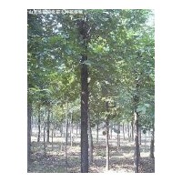 大量出售10公分白蠟