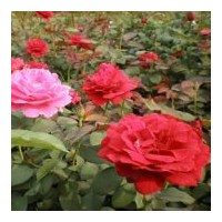 供應(yīng)微型月季，豐花月季，大紅帽月季，盆栽月季，藤本月季