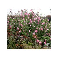 河北綠化苗圃熱銷叢生木槿