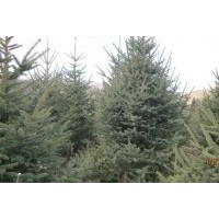 出售 云杉 樟子松 五角楓 蒙古櫟 丁香 柳樹