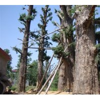 現(xiàn)大量供應2--80公分實生銀杏苗，2--60公分嫁接銀杏苗