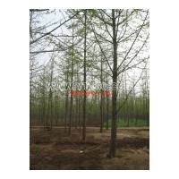 出售10-20公分銀杏樹(shù)