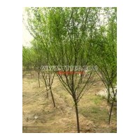 出售榆葉梅（含叢生），西府海棠，紅寶石，木槿，廣玉蘭