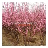 出售榆葉梅 云杉 美人松、黑松、樟子松、冷杉