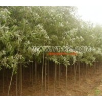 出售速生柳 金葉榆 垂柳 龍爪槐