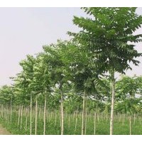 出售1-12公分107，108，中林46等速生楊