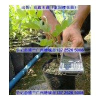 出售花旗木苗，粉花山扁豆苗，黃鐘花苗，紅花風(fēng)鈴苗，海紅豆苗