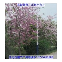 出售宮粉紫荊苗，黃槐苗，盆架子苗，雞冠刺桐苗