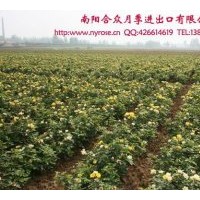 大量供應(yīng)盆栽月季