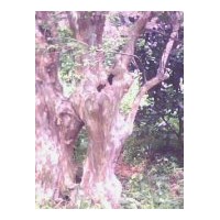 出售原生紫微15cm以上6棵，20cm以上4棵，30以上一棵