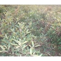 供應(yīng)杜英苗木