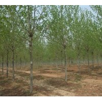 實(shí)生定桿兩年冒造型法桐