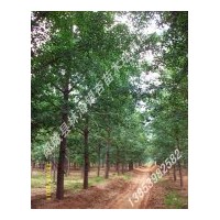 供應(yīng)12-30公分優(yōu)質(zhì)銀杏、法桐、石榴等綠化苗木