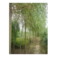 出售白蠟.榆樹.刺槐.國槐.法桐.合歡.臭椿.金絲柳