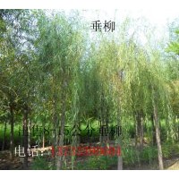 供應(yīng)河北垂柳