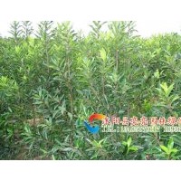 供應(yīng)法國冬青，珊瑚樹，法青