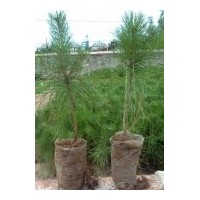 供油松苗（營養(yǎng)杯苗 容器袋苗 工程苗）