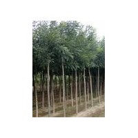 出售1-5公分刺槐 國槐 桃樹 櫻桃樹 香椿苗