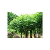 苗木火炬樹 榆樹苗 速生柳 國槐供應(yīng)