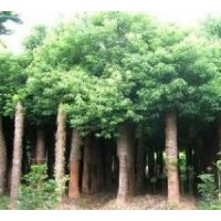 供應(yīng)白皮松 側(cè)柏 油松 冬青 國槐 刺槐