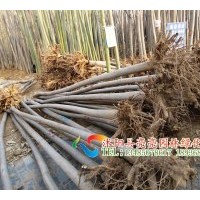 常年銷售欒樹 合歡 銀杏 雪松 意楊