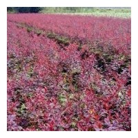 金葉女貞，紅葉小檗，櫻花，龍柏，紫葉李