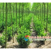 供應(yīng)喬木，花灌木，綠籬苗木，花卉，花木，綠化苗，綠化苗木