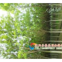 大量供應(yīng)各種規(guī)格的桂花，金桂、銀桂、丹桂、四季桂