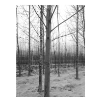 專供毛白楊，千頭椿，法桐，合歡，國槐，柳樹等