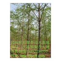 苗木基地供應(yīng)2到50公分銀杏樹(shù)