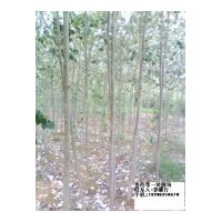 供優(yōu)質(zhì)千頭椿，毛白楊