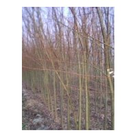 特供山西柳樹 金絲垂柳 國槐