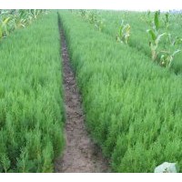 河北綠林苗木批發(fā)側(cè)柏