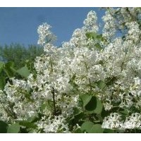 大量出售白丁香 北京檜柏、河南檜柏、西安檜柏、塔檜、沙地柏、