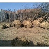 供應：3-10cm國槐