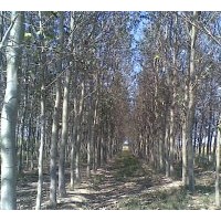 出售5-12cm毛白楊