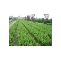 供應(yīng)龍柏、塔柏、側(cè)柏、爬地柏