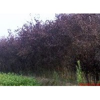 出售各種規(guī)格紫葉李