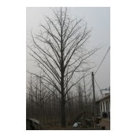 長期供應(yīng)銀杏樹