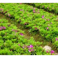 直銷湖南杜鵑、春夏杜鵑、西洋杜鵑等品種